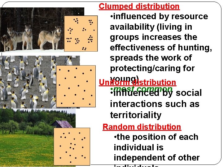 Clumped distribution • influenced by resource availability (living in groups increases the effectiveness of