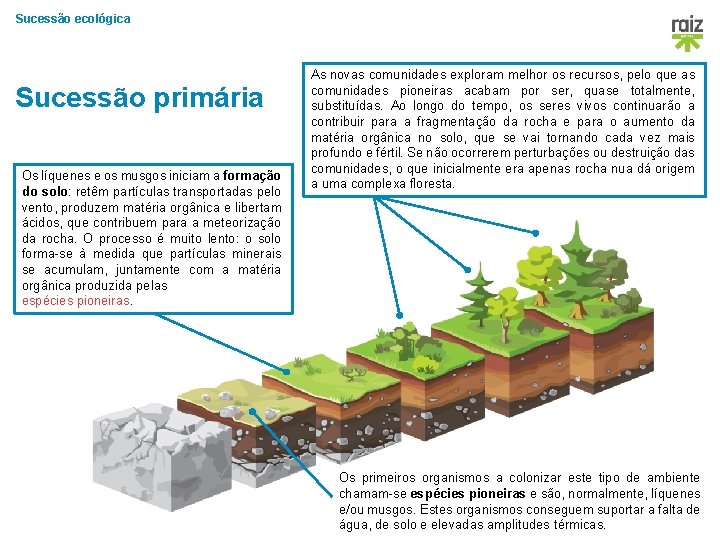 Sucessão ecológica Sucessão primária Os líquenes e os musgos iniciam a formação do solo: