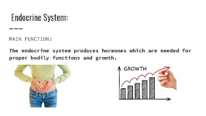 Endocrine System: MAIN FUNCTION: The endocrine system produces hormones which are needed for proper