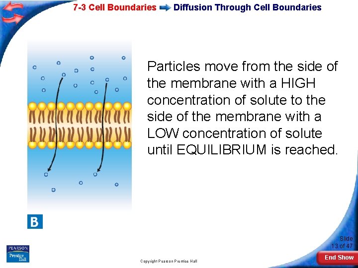 7 -3 Cell Boundaries Diffusion Through Cell Boundaries Particles move from the side of
