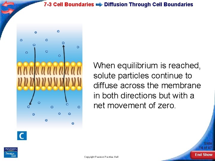 7 -3 Cell Boundaries Diffusion Through Cell Boundaries When equilibrium is reached, solute particles