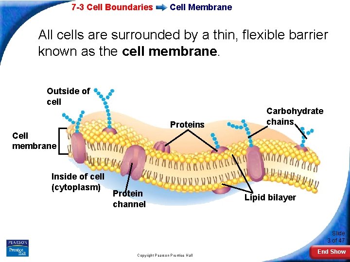 7 -3 Cell Boundaries Cell Membrane All cells are surrounded by a thin, flexible