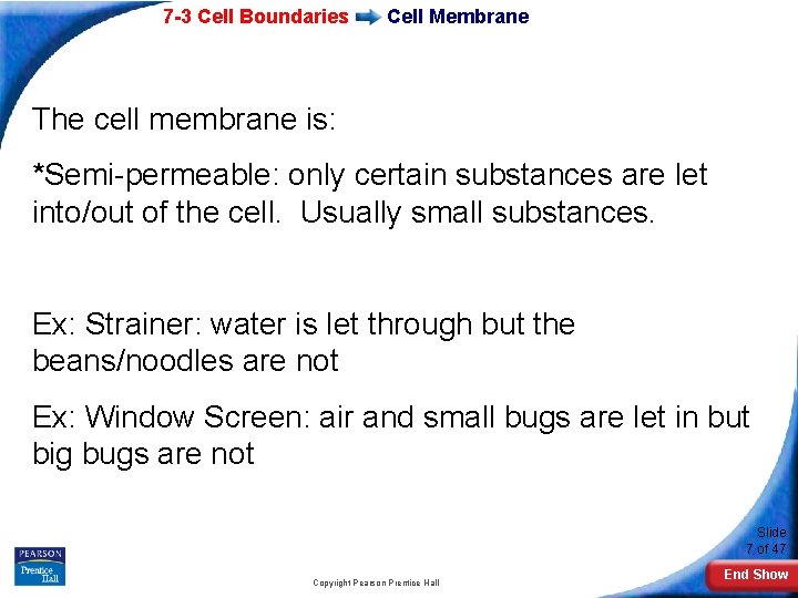 7 -3 Cell Boundaries Cell Membrane The cell membrane is: *Semi-permeable: only certain substances
