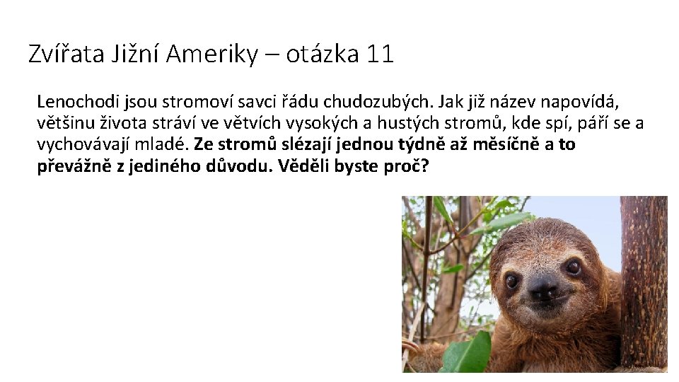 Zvířata Jižní Ameriky – otázka 11 Lenochodi jsou stromoví savci řádu chudozubých. Jak již