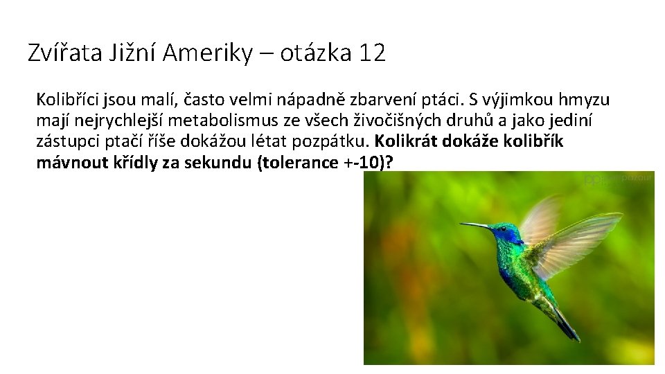 Zvířata Jižní Ameriky – otázka 12 Kolibříci jsou malí, často velmi nápadně zbarvení ptáci.