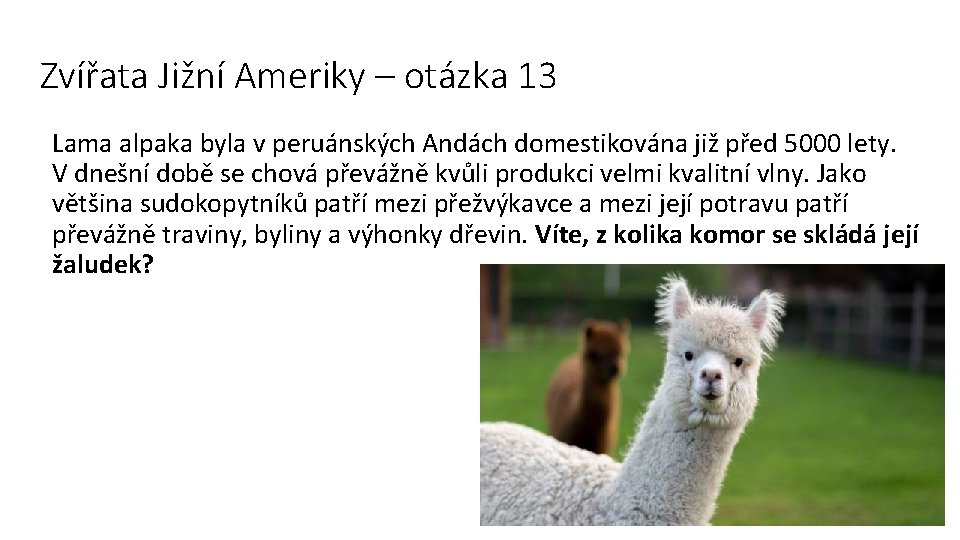 Zvířata Jižní Ameriky – otázka 13 Lama alpaka byla v peruánských Andách domestikována již