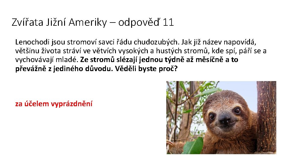 Zvířata Jižní Ameriky – odpověď 11 Lenochodi jsou stromoví savci řádu chudozubých. Jak již