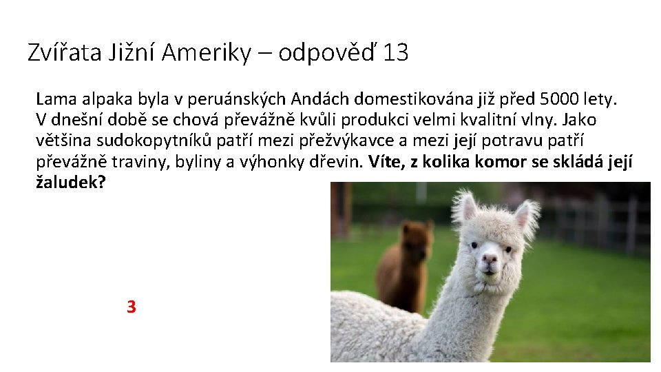 Zvířata Jižní Ameriky – odpověď 13 Lama alpaka byla v peruánských Andách domestikována již