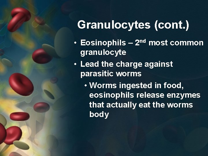 Granulocytes (cont. ) • Eosinophils – 2 nd most common granulocyte • Lead the