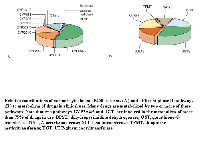 Relative contributions of various cytochrome P 450 isoforms (A ) and different phase II