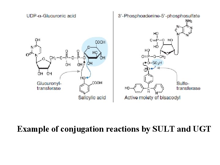 Example of conjugation reactions by SULT and UGT 