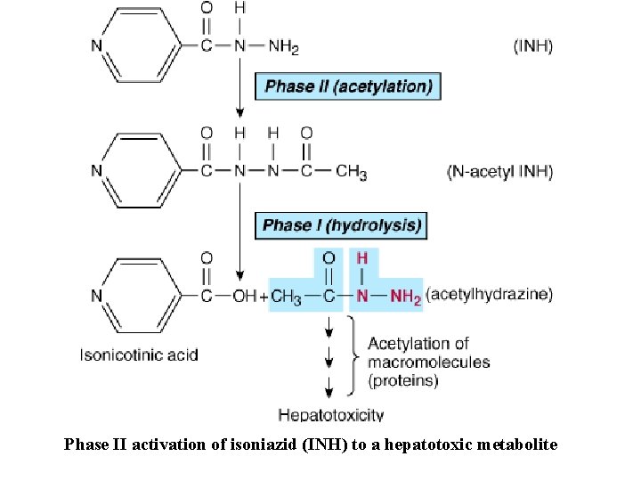 Phase II activation of isoniazid (INH) to a hepatotoxic metabolite 