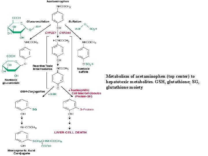 Metabolism of acetaminophen (top center) to hepatotoxic metabolites. GSH, glutathione; SG, glutathione moiety 