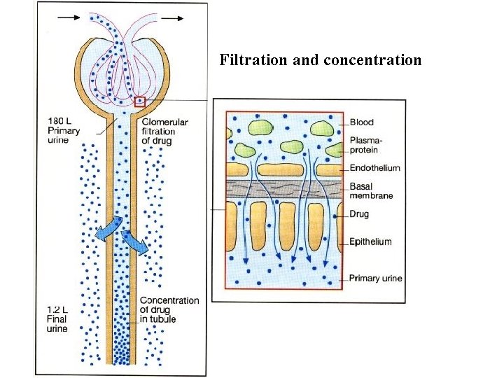 Filtration and concentration 
