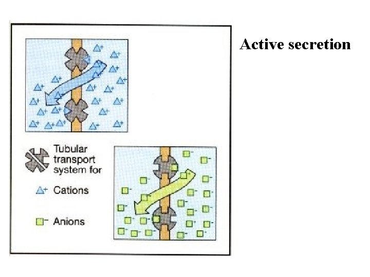 Active secretion 