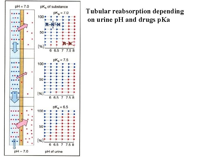 Tubular reabsorption depending on urine p. H and drugs p. Ka 