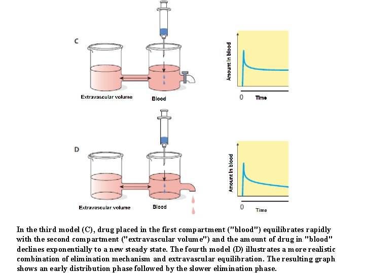 In the third model (C), drug placed in the first compartment ("blood") equilibrates rapidly