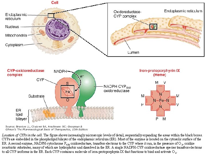 Location of CYPs in the cell. The figure shows increasingly microscopic levels of detail,