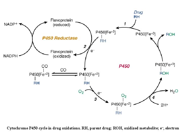 Cytochrome P 450 cycle in drug oxidations. RH, parent drug; ROH, oxidized metabolite; e–,