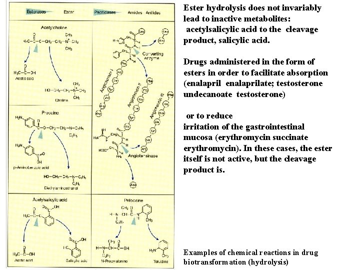 Ester hydrolysis does not invariably lead to inactive metabolites: acetylsalicylic acid to the cleavage