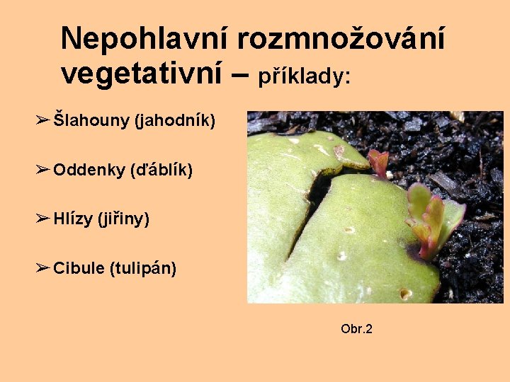 Nepohlavní rozmnožování vegetativní – příklady: ➢ Šlahouny (jahodník) ➢ Oddenky (ďáblík) ➢ Hlízy (jiřiny)