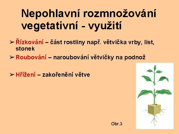 Nepohlavní rozmnožování vegetativní - využití ➢ Řízkování – část rostliny např. větvička vrby, list,