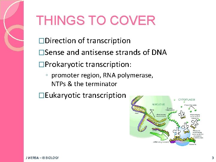 THINGS TO COVER �Direction of transcription �Sense and antisense strands of DNA �Prokaryotic transcription: