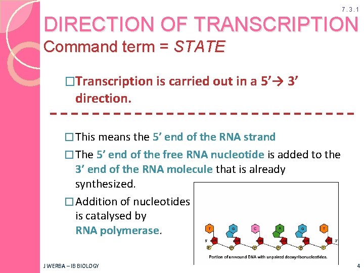 7. 3. 1 DIRECTION OF TRANSCRIPTION Command term = STATE �Transcription is carried out