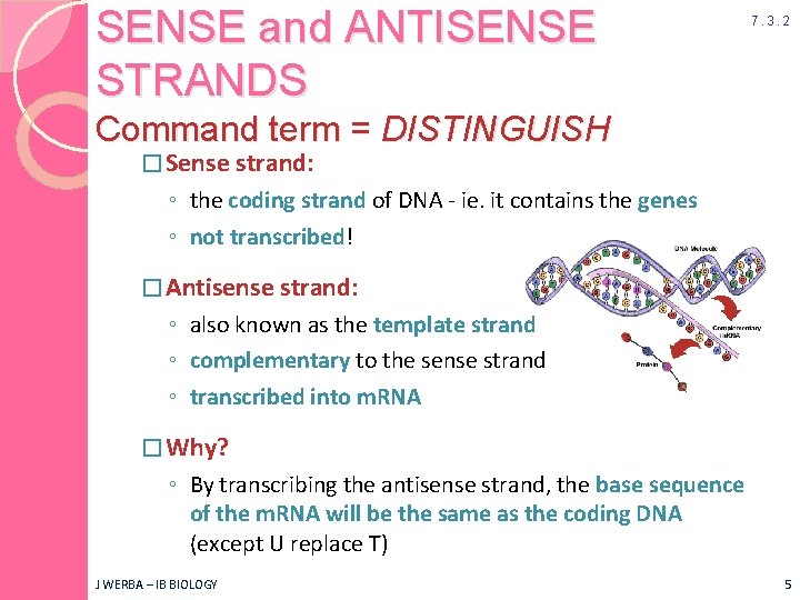 SENSE and ANTISENSE STRANDS 7. 3. 2 Command term = DISTINGUISH � Sense strand: