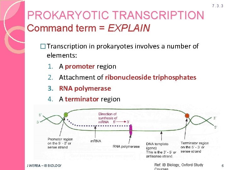 7. 3. 3 PROKARYOTIC TRANSCRIPTION Command term = EXPLAIN � Transcription in prokaryotes involves