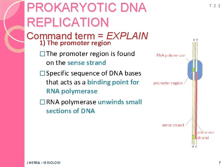 PROKARYOTIC DNA REPLICATION 7. 2. 2 Command term = EXPLAIN 1) The promoter region