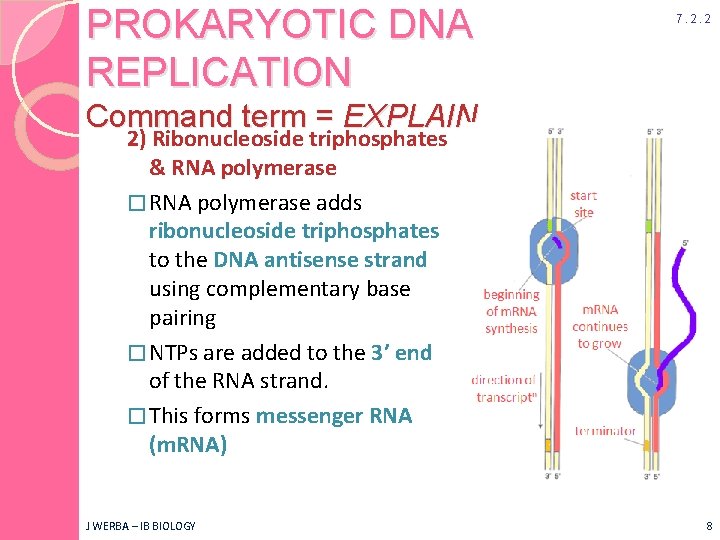 PROKARYOTIC DNA REPLICATION 7. 2. 2 Command term = EXPLAIN 2) Ribonucleoside triphosphates &