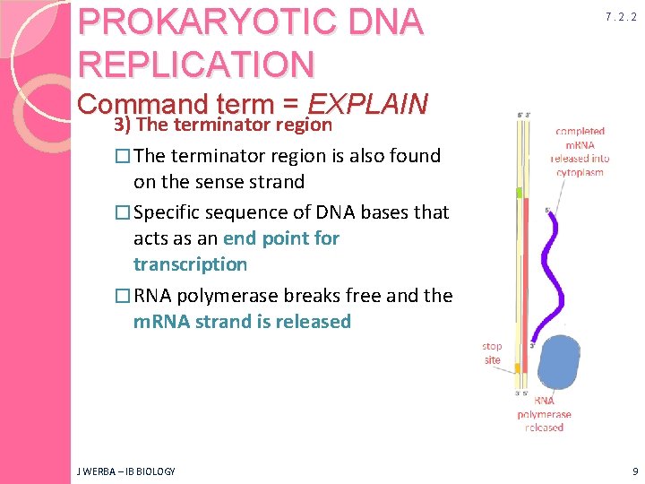PROKARYOTIC DNA REPLICATION 7. 2. 2 Command term = EXPLAIN 3) The terminator region