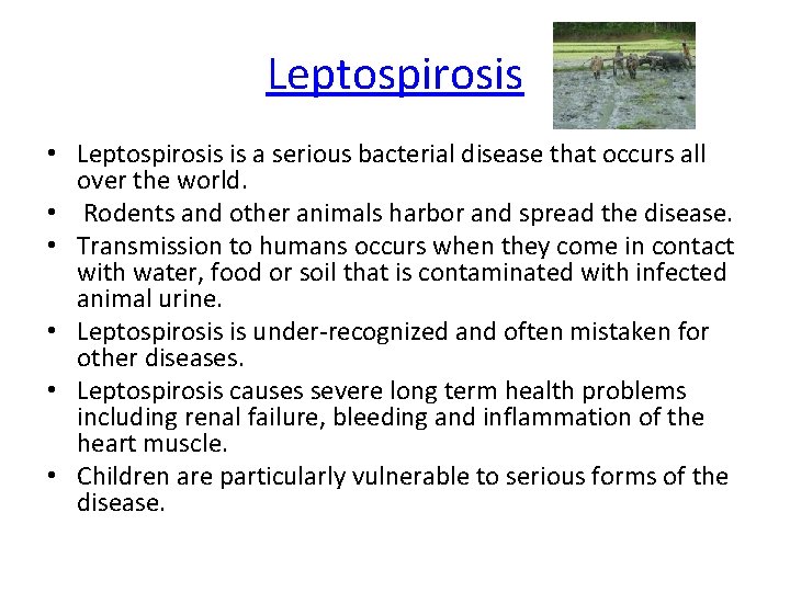 Leptospirosis • Leptospirosis is a serious bacterial disease that occurs all over the world.