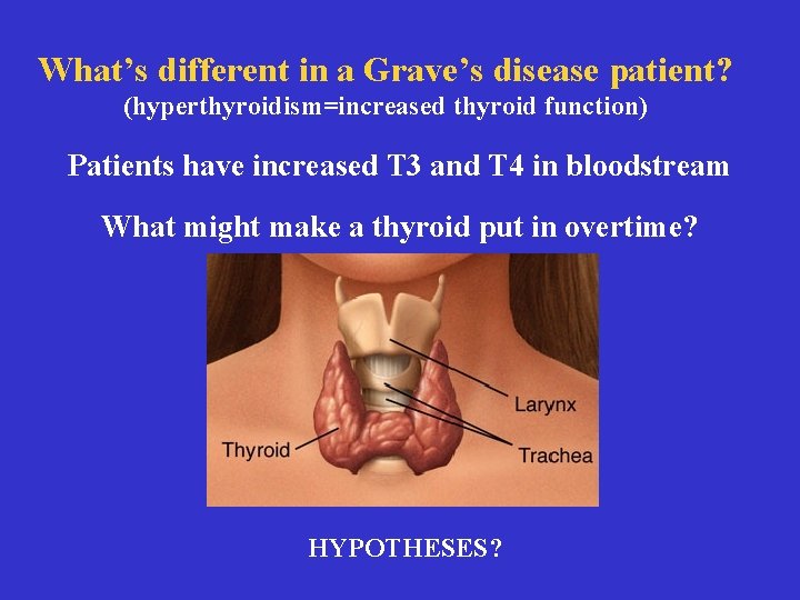What’s different in a Grave’s disease patient? (hyperthyroidism=increased thyroid function) What happens in Graves’?