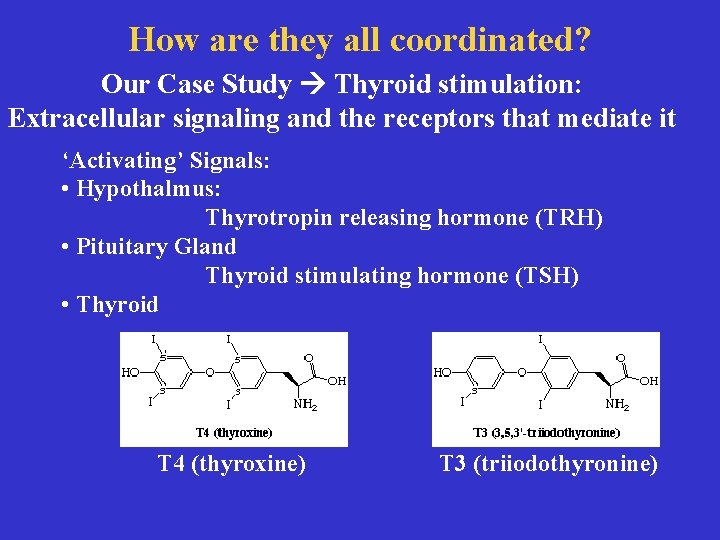 How. Thyroid are they all coordinated? activators Our Case Study Thyroid stimulation: Extracellular signaling