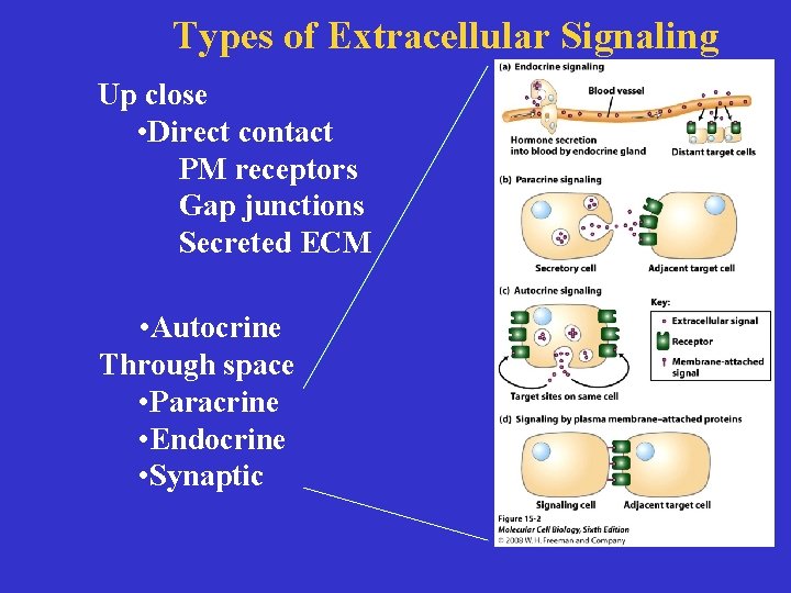 Types of Extracellular Signaling Up close Signaling • Direct contact PM receptors Gap junctions