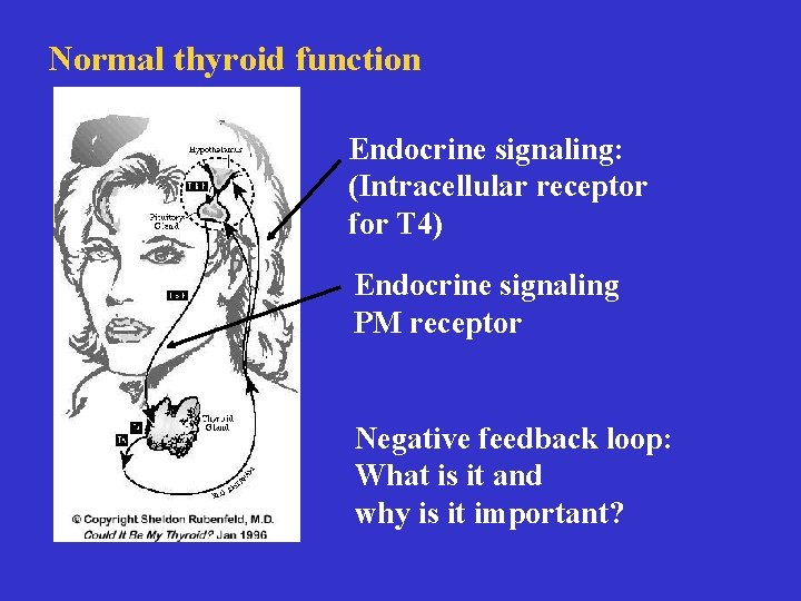 Normal thyroid function What types in thyroid regulation? Endocrine signaling: (Intracellular receptor for T