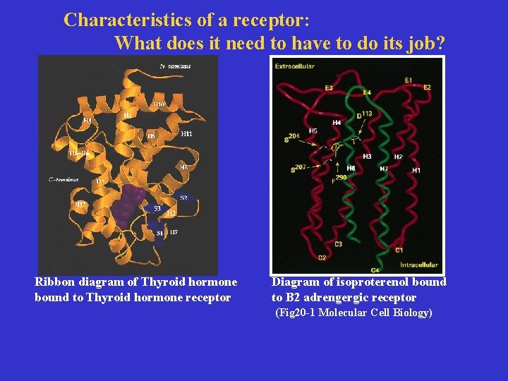 Receptor characteristics Characteristics of a receptor: What does it need to have to do