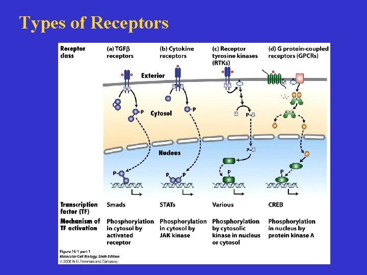Types of Receptors 