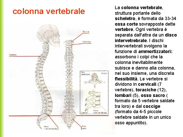 colonna vertebrale La colonna vertebrale, struttura portante dello scheletro, è formata da 33 -34