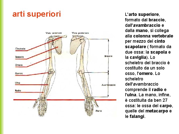 arti superiori L'arto superiore, formato dal braccio, dall'avambraccio e dalla mano, si collega alla