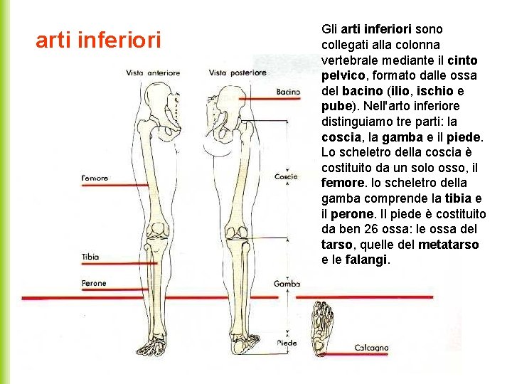 arti inferiori Gli arti inferiori sono collegati alla colonna vertebrale mediante il cinto pelvico,