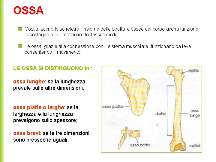 OSSA Costituiscono lo scheletro l'insieme delle strutture ossee del corpo aventi funzione di sostegno