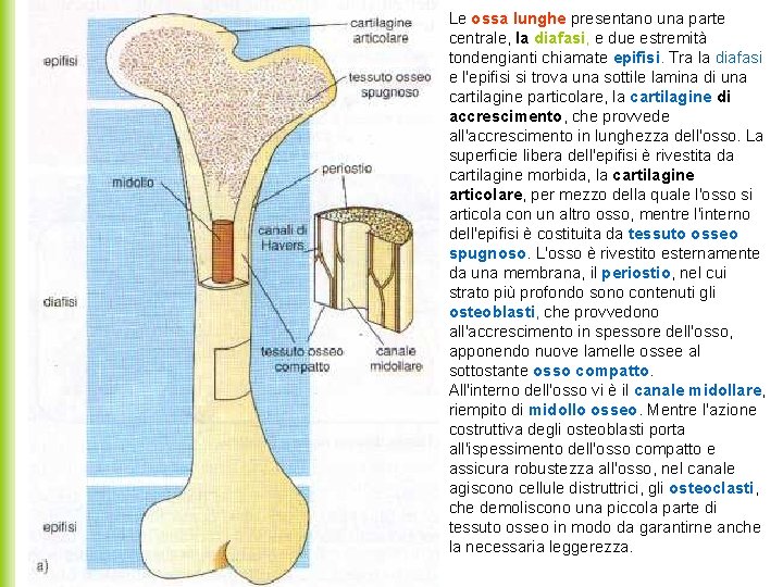 Le ossa lunghe presentano una parte centrale, la diafasi, e due estremità tondengianti chiamate