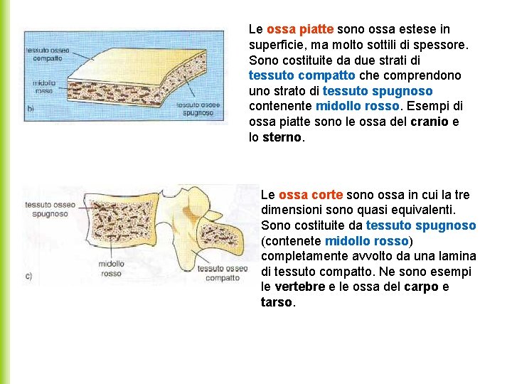 Le ossa piatte sono ossa estese in superficie, ma molto sottili di spessore. Sono