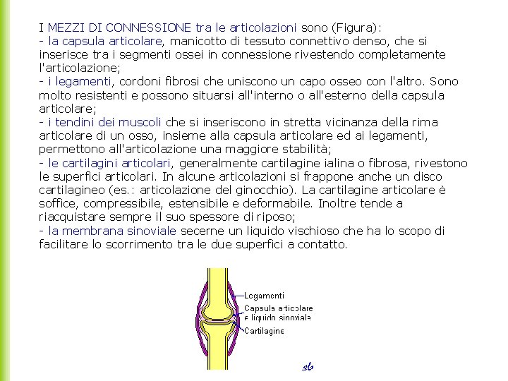 I MEZZI DI CONNESSIONE tra le articolazioni sono (Figura): - la capsula articolare, manicotto