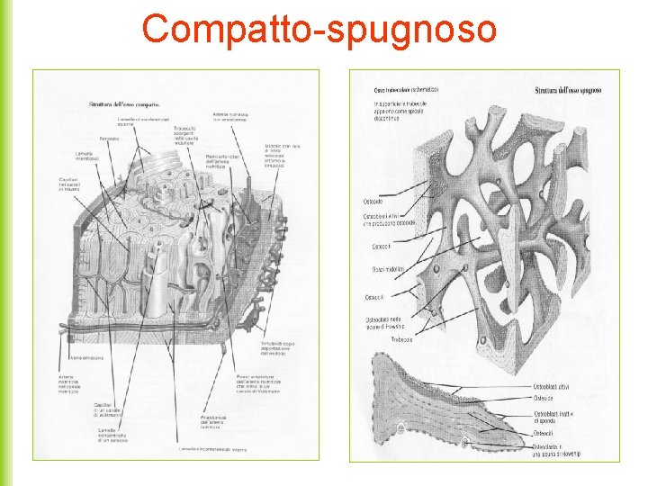 Compatto-spugnoso 