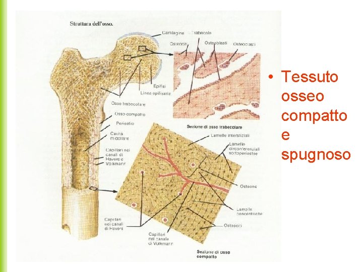  • Tessuto osseo compatto e spugnoso 