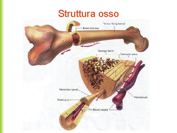 Struttura osso 